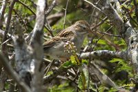 Clay-colored Sparrow - Spizella pallida