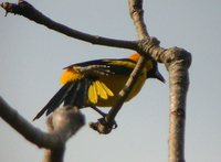 Yellow-tailed Oriole - Icterus mesomelas