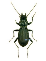미기록 길쭉먼지벌레 - Pterostichus opacipennis