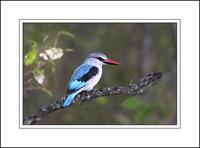 Woodland Kingfisher