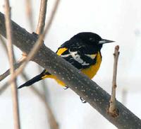 Scott's Oriole