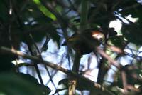 Striped  manakin