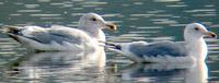 Hybrid Herring x Glaucous-winged Gull (right) with hybrid Glacous-winged x Western Gull. Photo b...