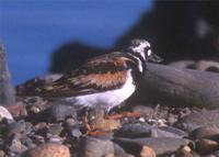 Ruddy turnstone at MSP © 2000 Jim Gain