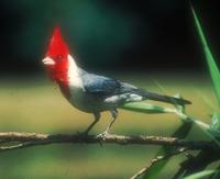 Red-crested Cardinal, Paroaria coronata