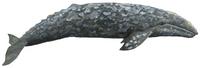 Grauwal (Eschrichtius robustus) Gray whale