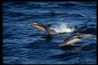 Short-Beaked Common Dolphin 314098.jpg (105586 bytes)