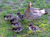 Australian Wood Ducklings