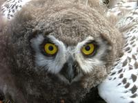 An    almost fledged Snowy owl.