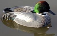 Falcated Duck Anas falcata