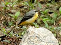 Grey Wagtail