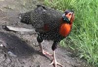 55. 검은머리꿩 (黑頭角雉, 흑두각치 hei tou jiao zhi） Tragopan melanocephalus