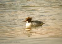 비오리 Common Merganser Mergus merganser