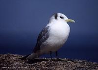 세가락갈매기 Black-Legged Kittiwake Larus tridactyla