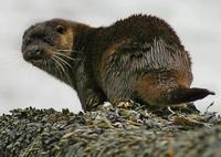 Otters thrive on the Moray Firth