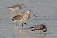 Bar-tailed Godwit Limosa lapponica