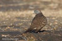 Zebra Dove Geopelia striata