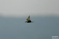 구레나룻제비갈매기(Sterna hybrida) (Whiskered Tern)