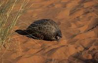 Pangolin, Manus temminickii, Kgalagadi Transfrontier Park, Kalahari, South Africa. (26172)