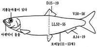 청어 Clupea pallasii Valenciennes