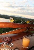 Yellow weavers at breakfast