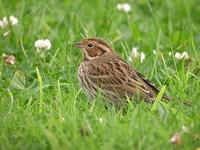 Bruant             nain juv. (Emberiza pusilla)