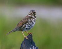 Songthrush (Turdus philomelos)