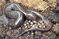 : Amphiuma means; Two-toed Amphiuma