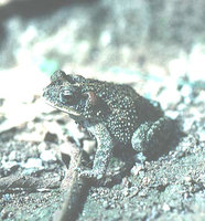 : Bufo coccifer
