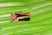 : Colostethus pratti