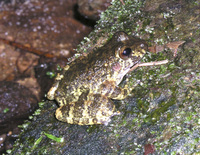 : Craugastor punctariolus