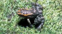 : Hyloxalus nexipus