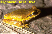 : Hypsiboas raniceps