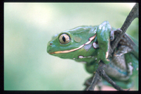 : Phyllomedusa sauvagii; Tree Frog