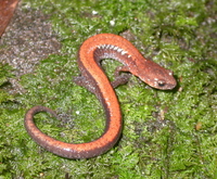 : Plethodon serratus; Southern Appalachian Salamander