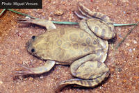 : Xenopus muelleri