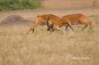 : Kobus kob thomasi; Uganda Kob