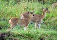 : Redunca arundinum; Common Reedbuck