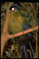 : Tauraco hartlaubi; Hartlaub's Turaco