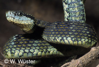 : Bothrops pulcher; Pitviper