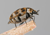 : Anthrenus verbasci; Varied Carpet Beetle