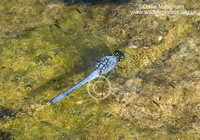 : Erythemis simplicicollis; Eastern Pondhawk Dragonfly