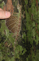 : Draco melanopogon