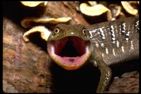 : Elgaria multicarinata; Southern Alligator Lizard