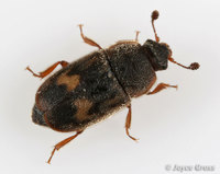 : Nitidula ziczac