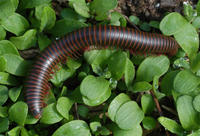 : Narceus americanus; Millipede