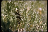 : Pterophylla camellifolia; Katy-did