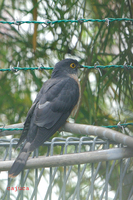 Hodgson's Hawk Cuckoo (Cuculus nisicolor)