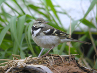 물레새 Dendronanthus indicus | forest wagtail