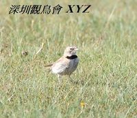 Melanocorypha mongolica Mongolian Lark 蒙古百靈 113-065